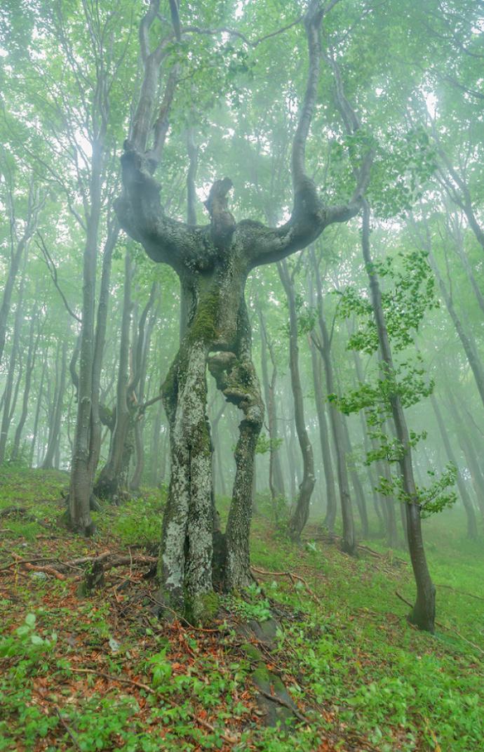 像人一样的树 大树成精了是真么样子的 自然界的鬼斧神工 超越你的
