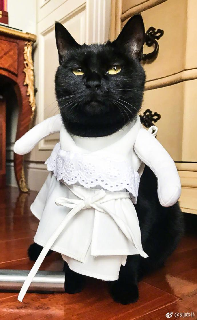 刘亦菲晒时尚猫片，穿《二代妖精》同款衣服，网友：人不如猫！
