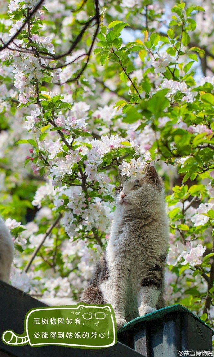 我居然在故宫聚众吸猫?用猫薄荷和逗猫棒彻底