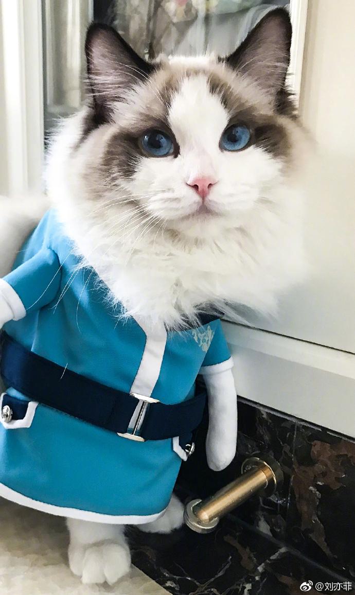 刘亦菲晒时尚猫片，穿《二代妖精》同款衣服，网友：人不如猫！