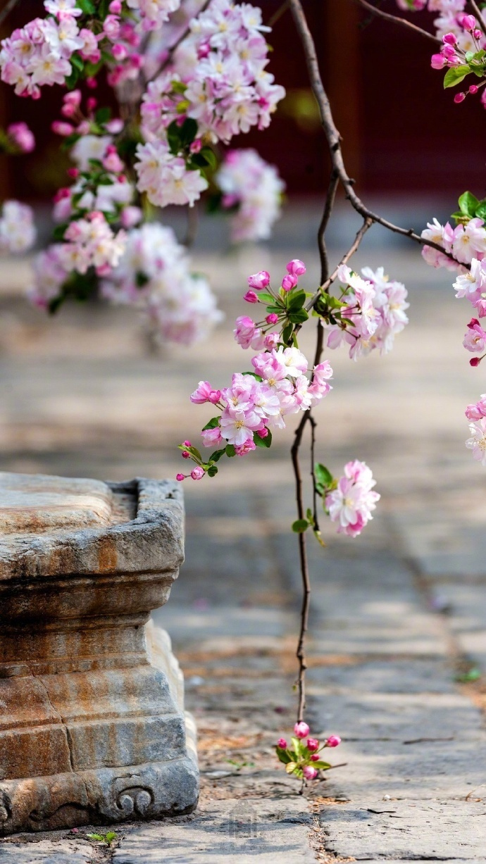 枝间新绿一重重,小蕾深藏数点红。爱惜芳心莫