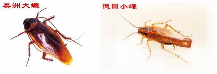灭蟑螂最有效的药品牌