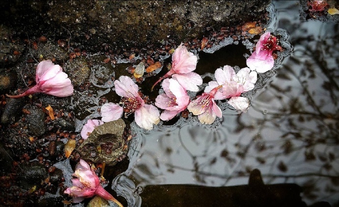 夜来风雨声,花落知多少.