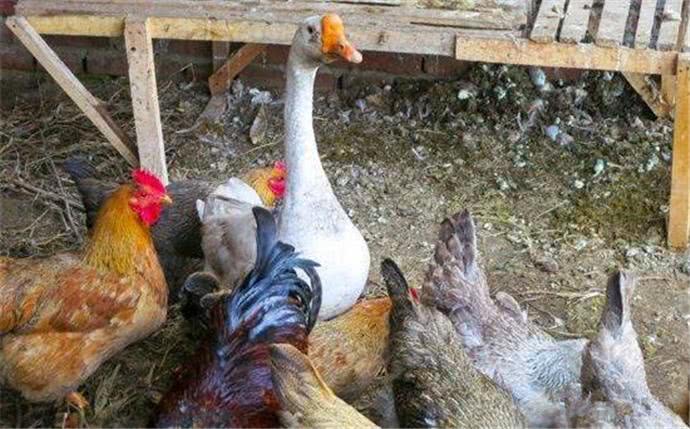 最凶的大鹅,战斗力爆表,还把头往狗喉咙里钻