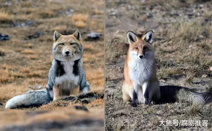 藏狐表情包: 你以为我是来搞笑的? 是的, 我就是来搞笑的