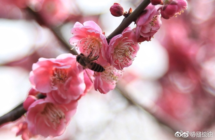 太美太美!长沙橘子洲梅花齐开放[心]