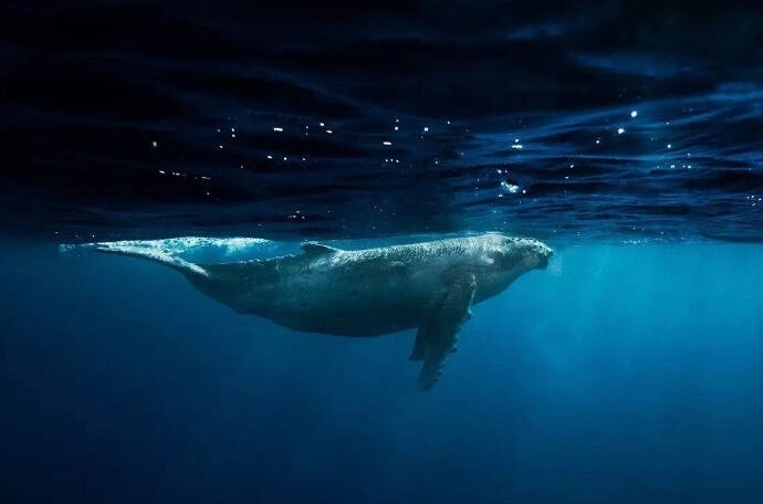 我是只化身孤岛的鲸，有着最巨大的身影。| Rita Kluge