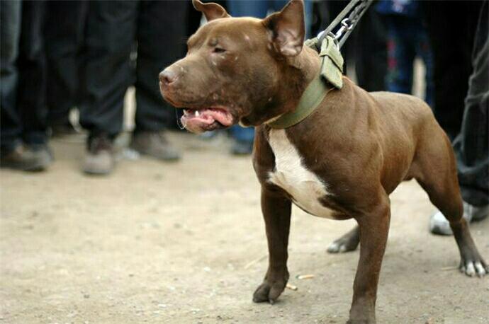 比特犬不信,硬是把狮子制服了,真是大力出