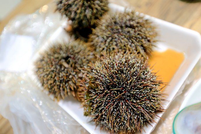 游新西兰奥克兰海鲜市场,吃超大龙虾、海胆和