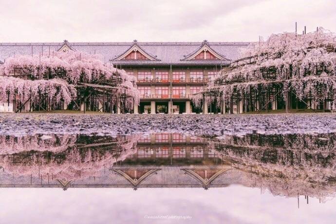 日本富士山樱花开了,这是雨后被樱花覆盖的奈