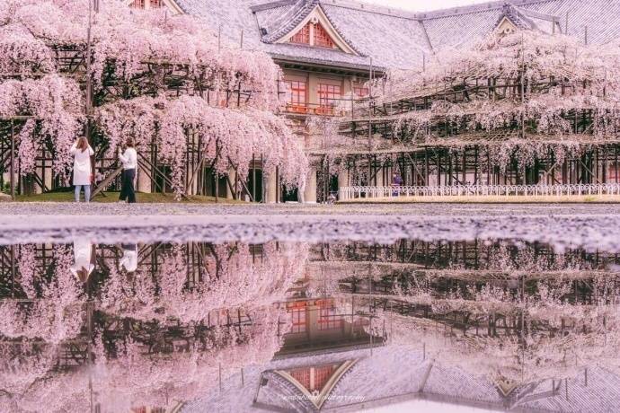 日本富士山樱花开了,这是雨后被樱花覆盖的奈