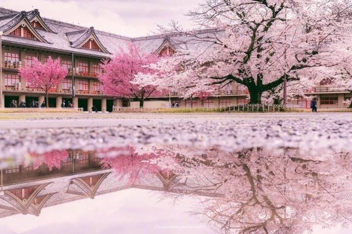 日本富士山樱花开了,这是雨后被樱花覆盖的奈
