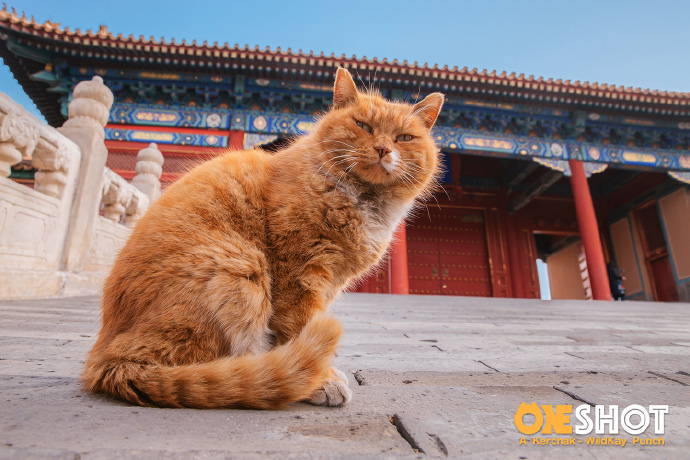 我居然在故宫聚众吸猫?用猫薄荷和逗猫棒彻底征服100只御猫!