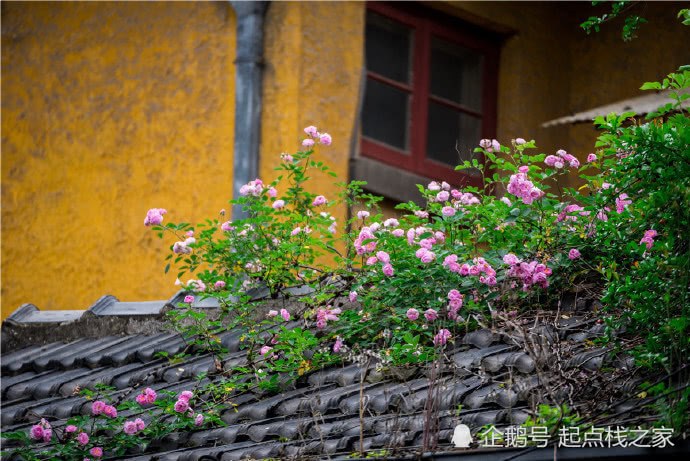 我愿有宅墙半垄,黛瓦青砖花满楼