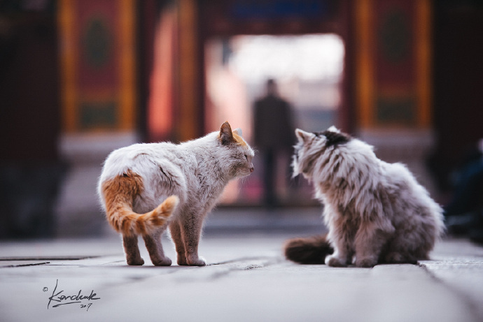 我居然在故宫聚众吸猫?用猫薄荷和逗猫棒彻底