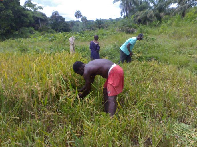 纳尼?非洲人开始种地了 量产丰收玉米水稻 资