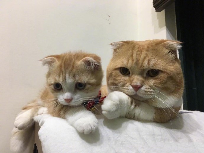 超萌的猫咪一家,天天粘着猫爸的猫女儿,仅仅是看到都觉得好幸福