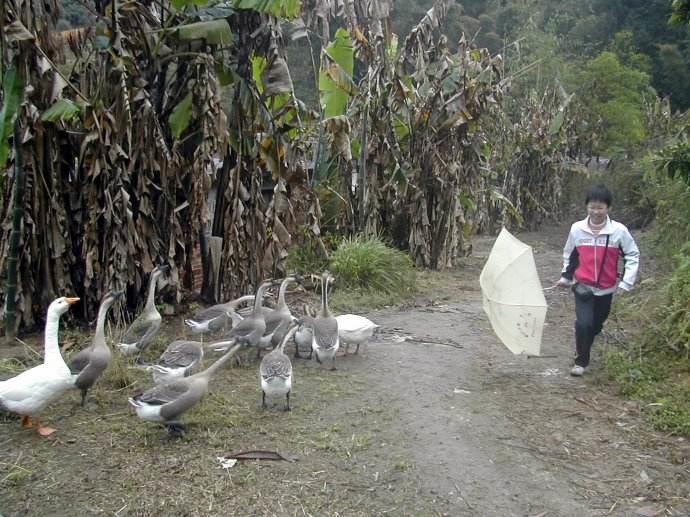 最凶的大鹅,战斗力爆表,还把头往狗喉咙里钻