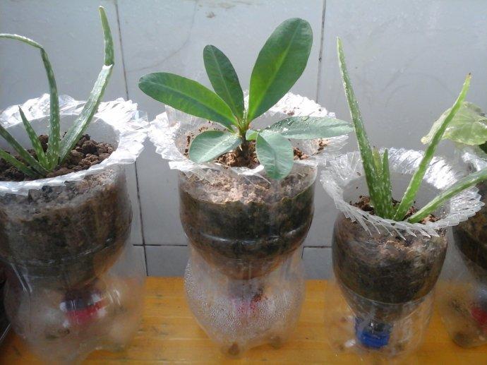 用可乐瓶或饮料瓶自制盆栽蔬菜盒,根系成长看得一目了