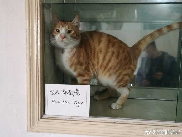 网友向外教介绍中国slang,感觉外教要被中文的