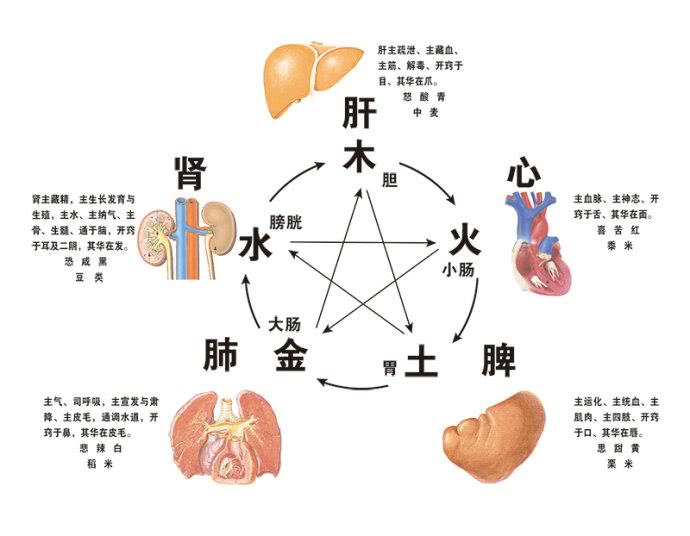 四季养生各脏器功能|五脏|人体|夏胜冬_新浪新闻