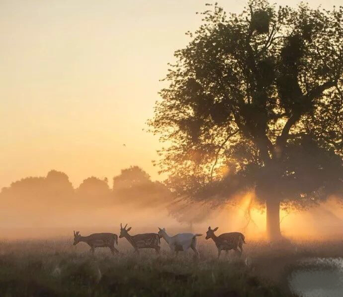 我心切慕你，如鹿切慕溪水。露草为席，落叶为被，林木为墙