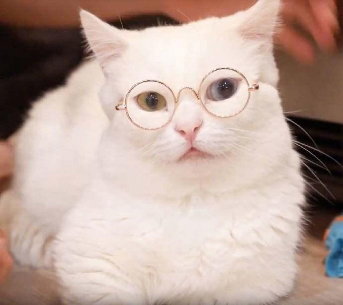 主人给猫咪戴眼镜, 美的很, 网友: 只能夹这大脸上啊!