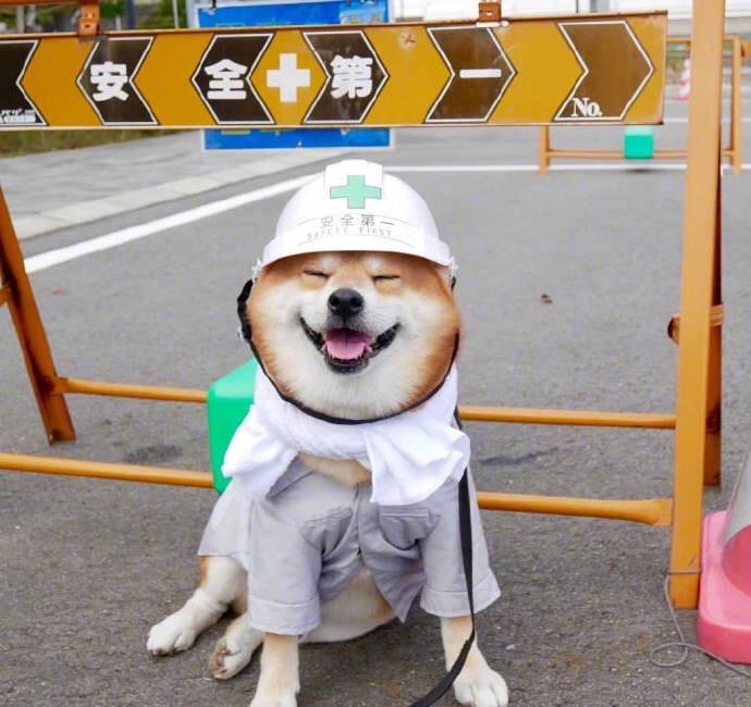 在严寒的冬天柴犬的微笑就像是冬日暖阳里的一把火