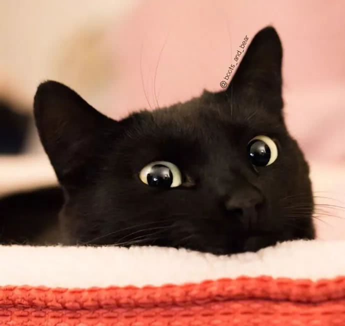 网红黑猫,咕噜咕噜大眼睛简直太萌了!