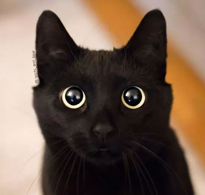 网红黑猫,咕噜咕噜大眼睛简直太萌了!