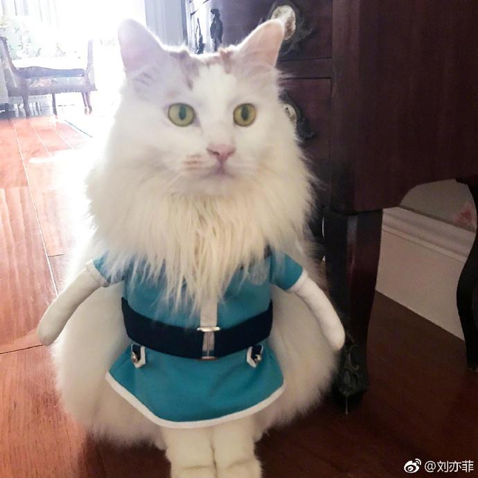 刘亦菲晒时尚猫片，穿《二代妖精》同款衣服，网友：人不如猫！