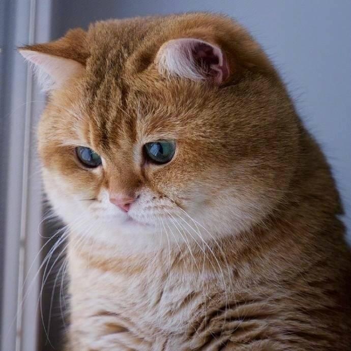 有人说十只橘猫九只胖,还有一只赛大象。果然橘猫都是这么肥的吗,确实在我们的一贯印象中橘猫都是这般又可爱有胖嘟嘟的,看起来懒洋洋的样子。要知道橘猫可是猫咪界中算是很出名的了呢,就因为它们可是出了名的好脾气,和它们胖胖的外形。网友家就养了一只橘猫,它可是纯血统的橘猫,生平只爱吃和睡,所以最后就胖成了一个球,不过我觉得看到这条的朋友们应该反思一下你自己为什么胖了。每次主人回到家,橘猫都会很热情的冲上前去迎接主人,即使是报着自己肥胖的身躯,他也都每次这么做。所以主人非常喜欢它,每次都会像这样把它抱在怀里,橘猫也不
