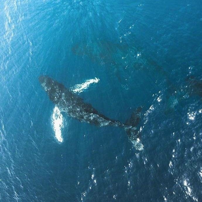 林深时见鹿,海蓝时见鲸,梦醒时见你。 丨摄影师