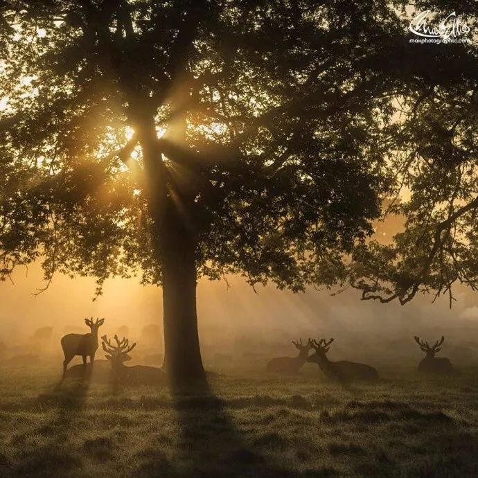 我心切慕你，如鹿切慕溪水。露草为席，落叶为被，林木为墙