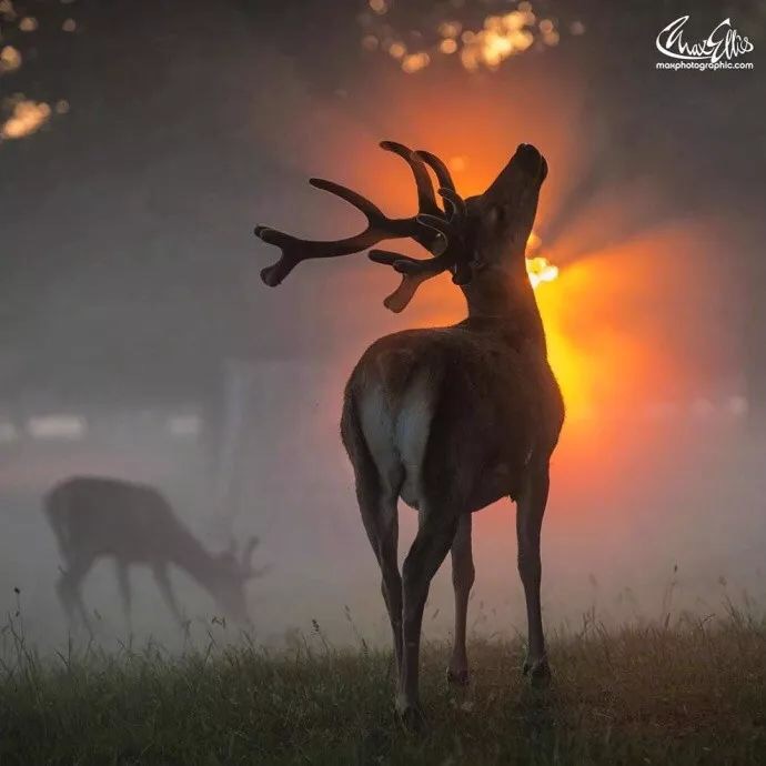 我心切慕你，如鹿切慕溪水。露草为席，落叶为被，林木为墙