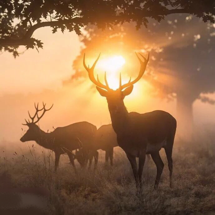 我心切慕你，如鹿切慕溪水。露草为席，落叶为被，林木为墙