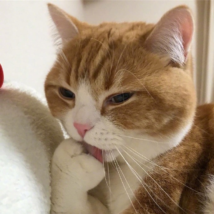 猫咪舔着爪子