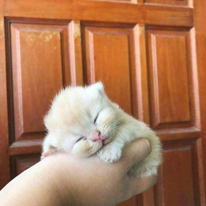 小奶猫在趴在手掌上睡着了, 好萌, 网友: 好小啊!