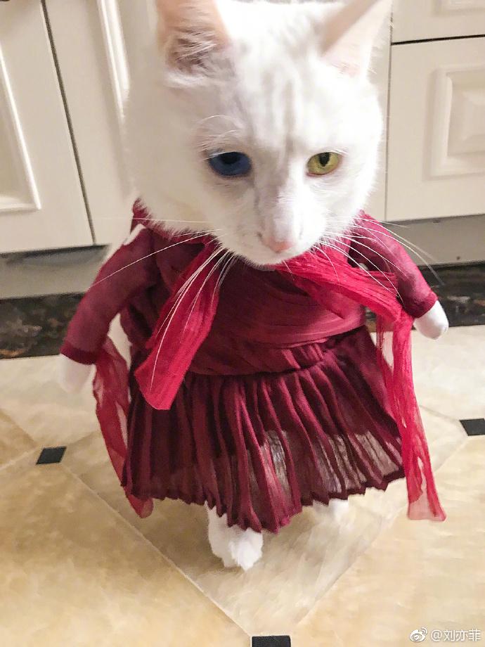 刘亦菲晒时尚猫片，穿《二代妖精》同款衣服，网友：人不如猫！