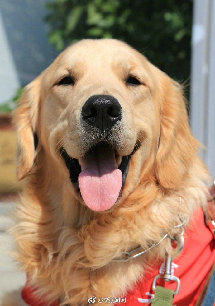 世界上从未发生导盲犬伤人事件，你愿为它转发吗？[心]