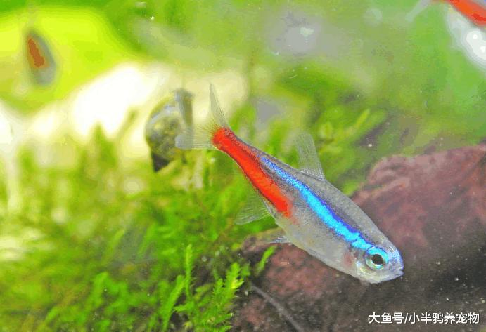 热带鱼中的佼佼者, 红绿灯鱼, 你了解它吗?