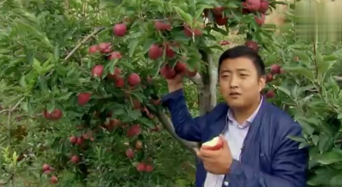 农村小伙4年时间苹果卖遍半个地球, 年销售额