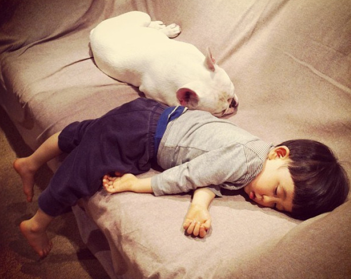 法国斗牛犬那么可爱,那智商高吗?