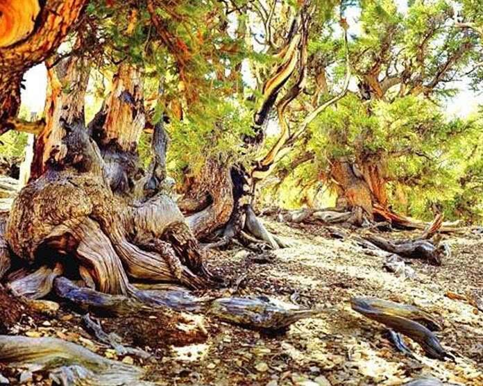 世界上最古老的生命年龄1.3万岁,并且目前它们