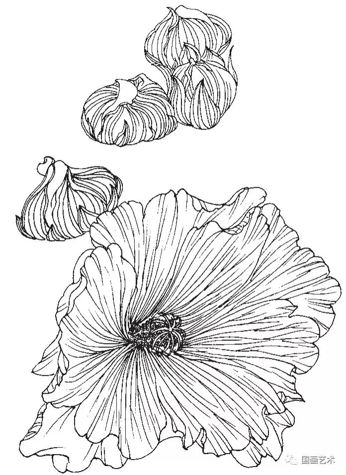 蜀葵花的白描写生步骤详解