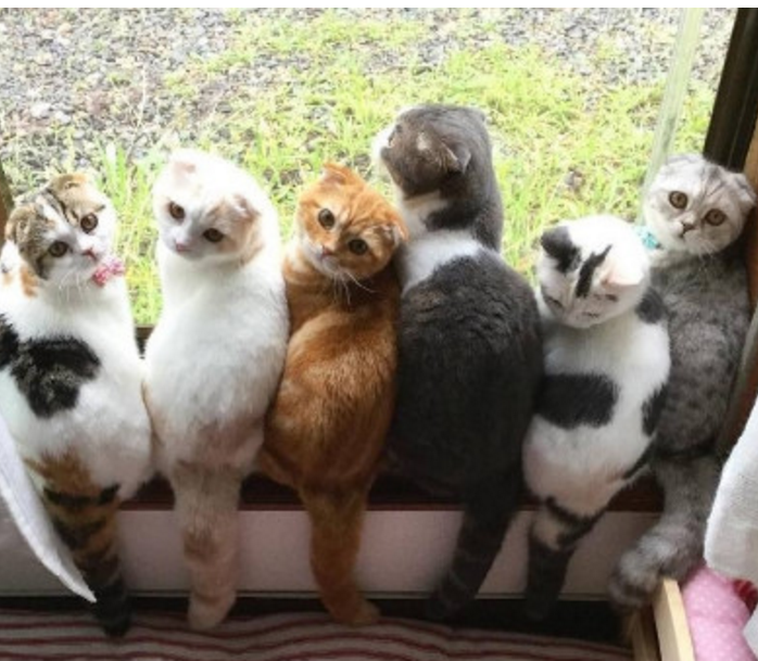 猫奴养了9只猫咪每天起床猫咪窗户前排队晒太阳表情都神同步