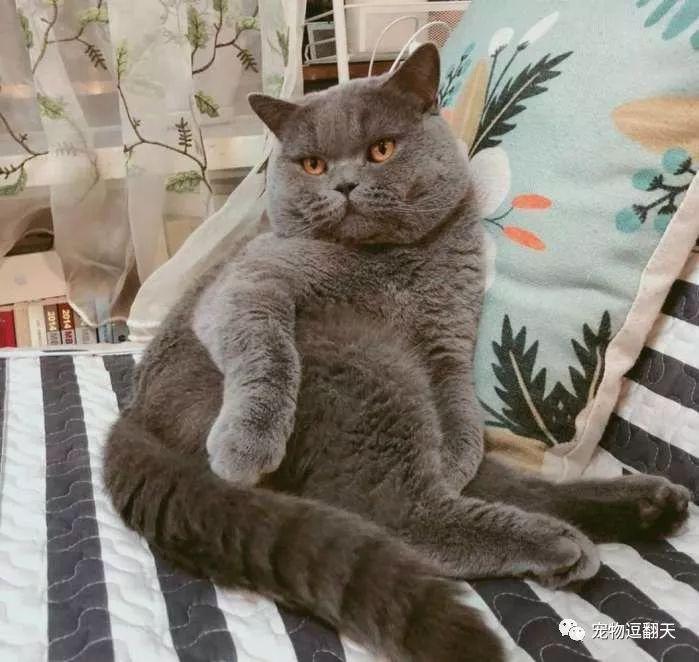 猫打针时特淡定,回家后主人放心不下,偷偷观察