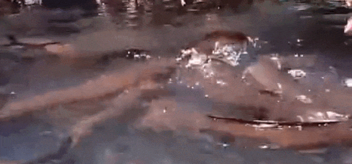 山溪中藏着不知名的大鱼,一块肉下水后,水面瞬间沸腾起来