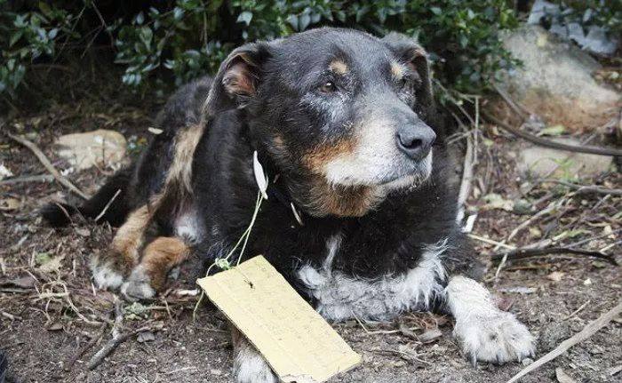 狗狗失踪半天回家后狼狈不堪,它脖子上的小纸片透露了玄机