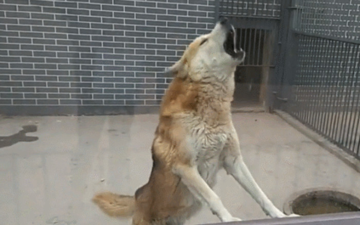 动物园里的“狼”学狗叫,游客走近一看,都被“狼”的样子逗笑了